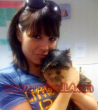 teacup yorkie